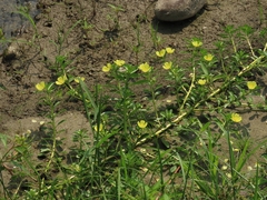 Ludwigia taiwanensis