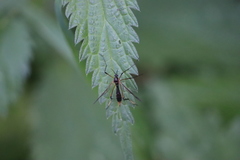 Ptychoptera albimana