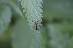 Ptychoptera albimana