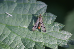 Panorpa germanica