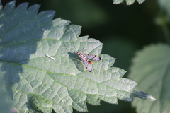 Panorpa germanica