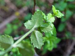 Gonocarpus aggregatus