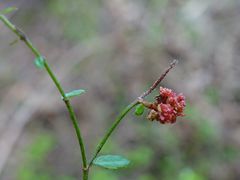 Gonocarpus aggregatus