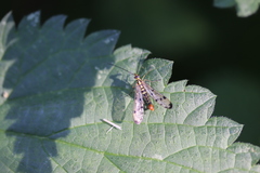 Panorpa germanica