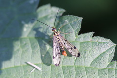 Panorpa germanica