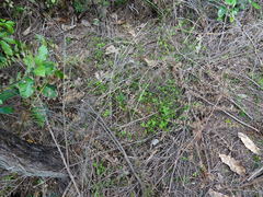 Gonocarpus aggregatus