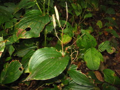 Tricyrtis macropoda