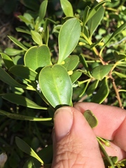 Myoporum boninense