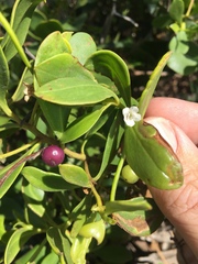 Myoporum boninense