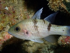 Pristicon trimaculatus