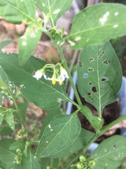 Solanum nigrum
