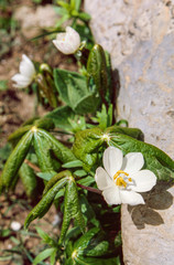 Podophyllum hexandrum