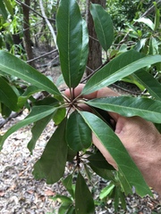 Planchonella pohlmaniana