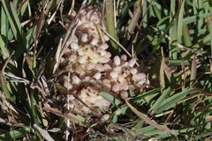 Hyobanche robusta