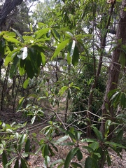 Planchonella pohlmaniana