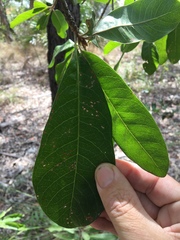 Planchonella pohlmaniana