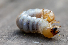 Platycerus caprea