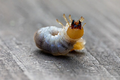 Platycerus caprea
