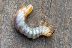 Platycerus caprea