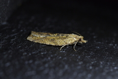 Planotortrix