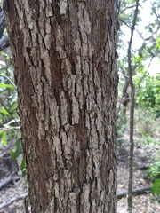 Planchonella pohlmaniana