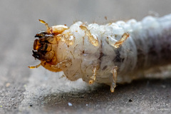 Platycerus caprea
