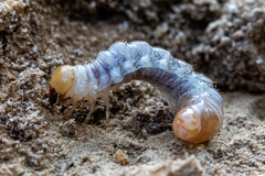 Platycerus caprea
