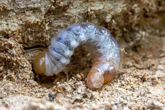 Platycerus caprea