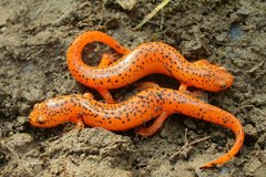 Pseudotriton ruber ruber