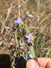 Dianella crinoides