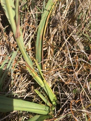 Dianella crinoides