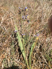 Dianella crinoides