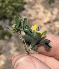 Crotalaria brevis