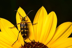 Typocerus