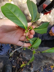 Diospyros hebecarpa