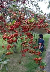 Pyracantha fortuneana