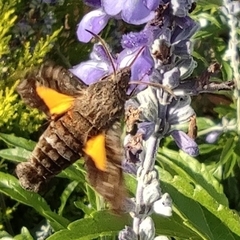 Neogurelca himachala