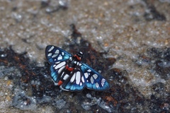 Abantis zambesiaca