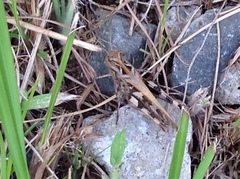 Oedaleus infernalis