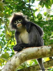 Trachypithecus phayrei