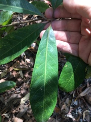 Planchonella pohlmaniana
