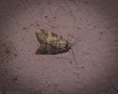 Thallarcha leptographa