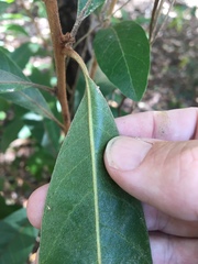 Planchonella pohlmaniana