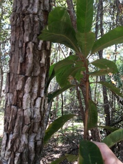 Planchonella pohlmaniana