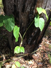 Heterostemma acuminatum
