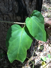 Heterostemma acuminatum