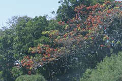 Erythrina caffra