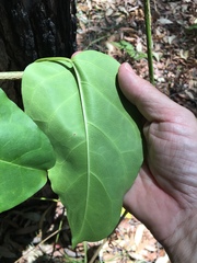 Heterostemma acuminatum