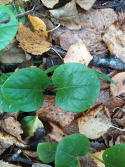 Pyrola rotundifolia