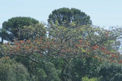 Erythrina caffra